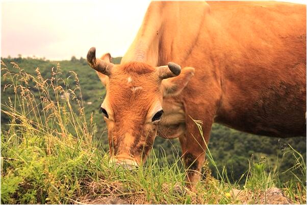 夢到污泥地有什麼預示嗎_周公解夢官網