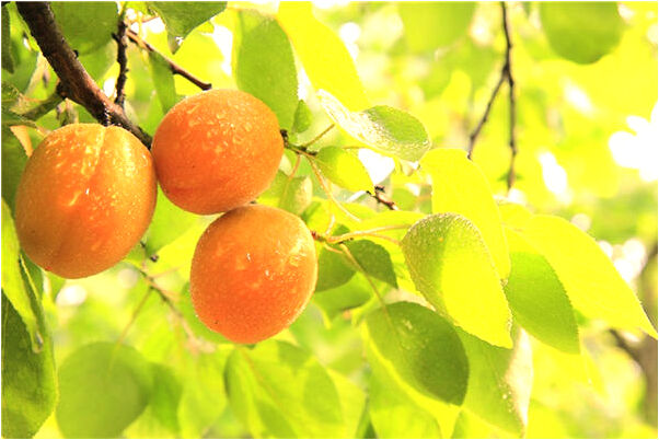 夢到了外人我家裝修毫華預示什麼_周公解夢官網