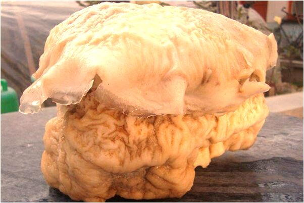 夢見母親從棺材中出來打你是怎么回事_周公解夢官網