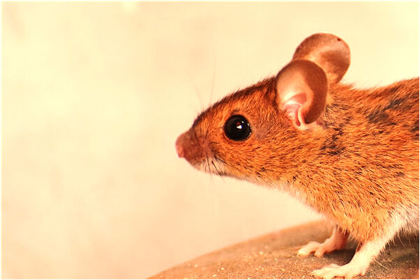 夢到了烏雲密布下大好不好_周公解夢官網