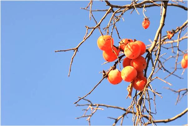 夢見親戚死了互換紅白布條會有什麼預兆_周公解夢官網