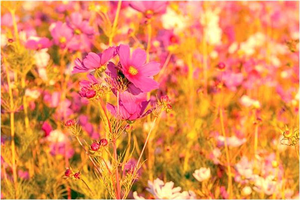 夢見醫生取出內臟啥意思_周公解夢官網