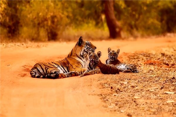 虎2020年多大_十二生肖