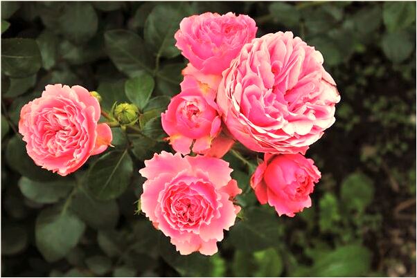 夢見媽媽牙掉了預示什麼_周公解夢官網