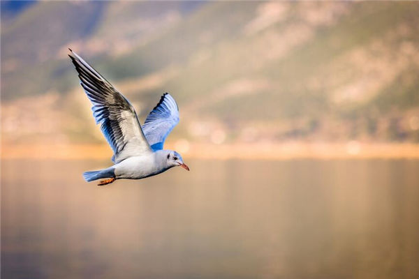 夢到小鳥是什麼意思_周公解夢