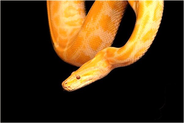 夢到了藍兔子是好的徵兆嗎_周公解夢官網