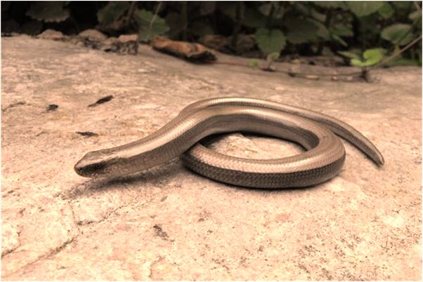 夢到我媽媽被海浪覆蓋是不是好的徵兆呢_周公解夢官網