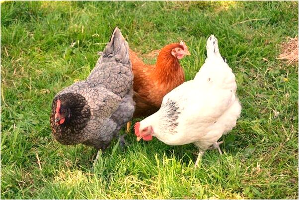 夢到了開車停不下來會有什麼預兆_周公解夢官網