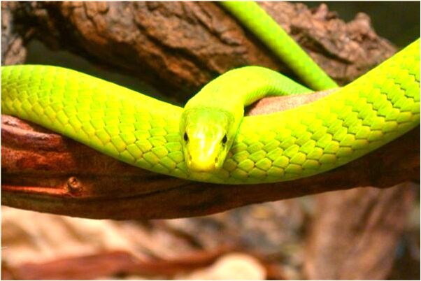 夢到了前男朋友和現女人很恩愛預示什麼_周公解夢官網