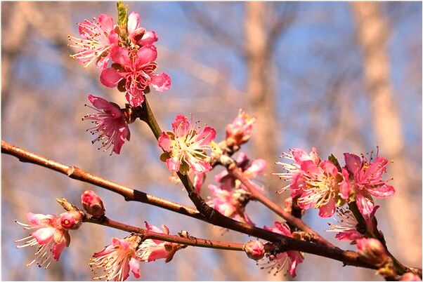夢到了自己穿著紅衣結婚意味什麼_周公解夢官網