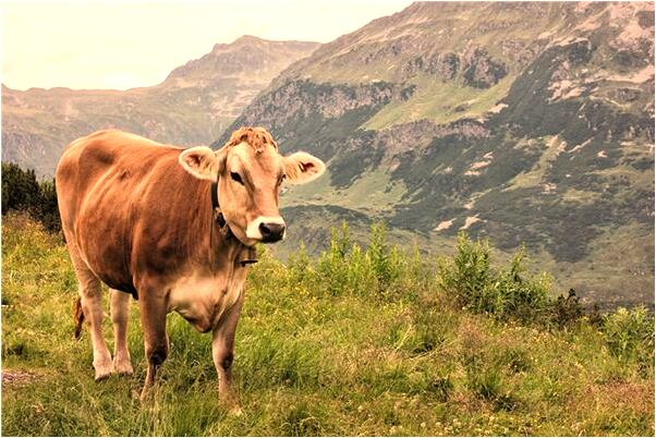 夢到了女性和女性接吻是凶兆還是吉兆_周公解夢官網