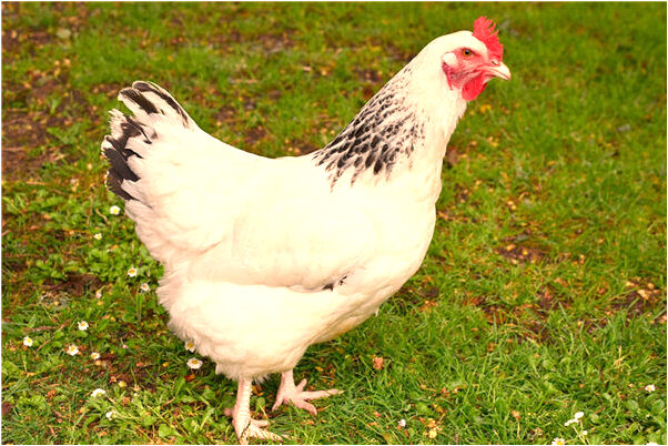 夢見打死了狠大一個壁虎意味什麼_周公解夢官網