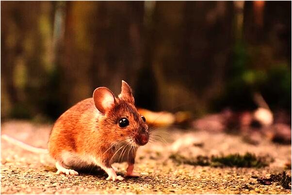 夢見拿熊追著跑的預兆_周公解夢官網