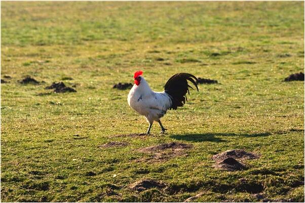 夢到了經常打我老公什麼預兆_周公解夢官網