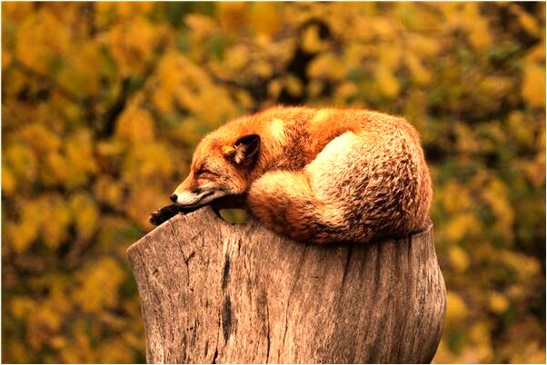 夢到了別人拆自己睡覺的房子有什麼意思嗎_周公解夢官網