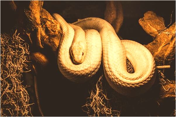 夢到孩褲子燒著了是什麼徵兆_周公解夢官網