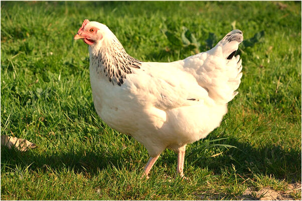 夢到了辦公室換地方了有什麼徵兆_周公解夢官網