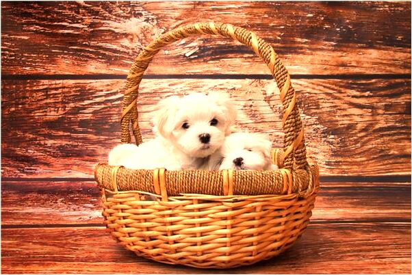 夢到老婆自己打老公是啥預兆_周公解夢官網