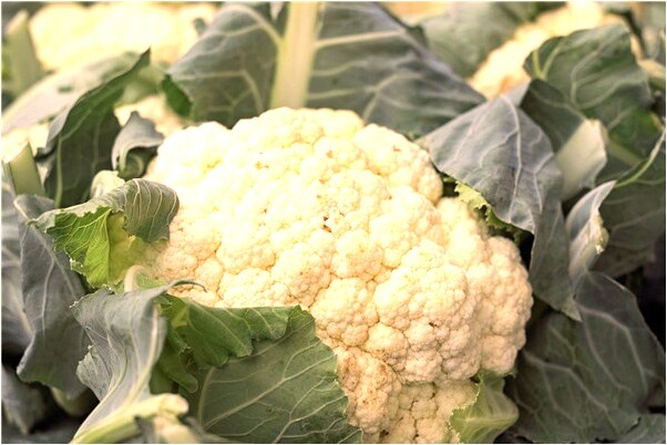 夢見狐狸和豆腐代表著什麼？_周公解夢官網