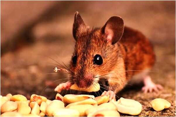 夢到了我出軌了是什麼預兆_周公解夢官網