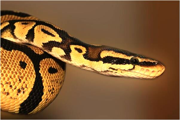 夢見女人長几幾代表什麼_周公解夢官網