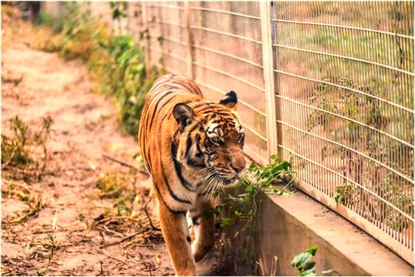 夢到懷孕四個月愛預示什麼_周公解夢官網