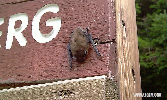 夢見蛇鑽進耳朵里_周公解夢夢到蛇鑽進耳朵里是什麼意思_做夢夢見蛇鑽進耳朵里好不好_周公解夢官網
