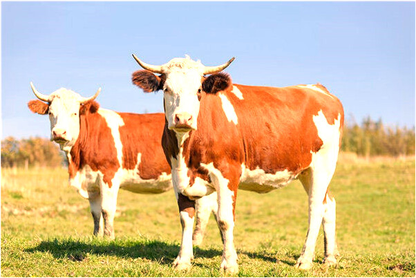 夢見一頭大豬預示什麼_周公解夢官網