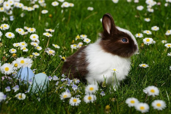 生肖兔2021年年齡歲數_十二生肖