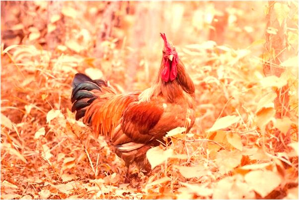 夢到了下屬指的會是什麼預兆_周公解夢官網