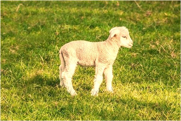 夢到一個女孩以為要讓我潛規則是什麼意思_周公解夢官網
