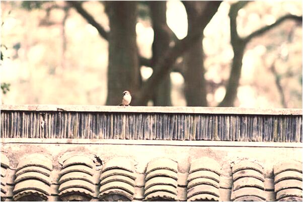 夢見男人帶我去旅遊意味著什麼_周公解夢官網