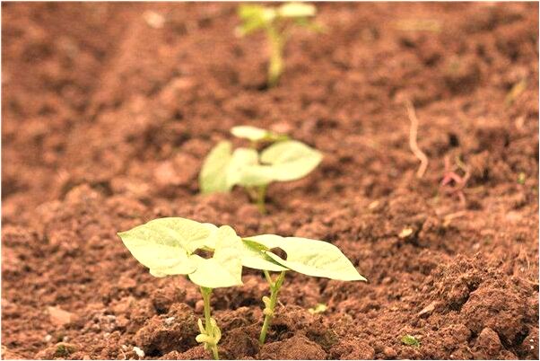 夢到了去鄉下遊玩有什麼含義_周公解夢官網