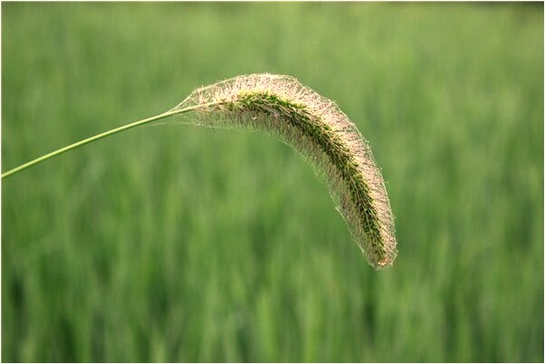 夢到走丟了一隻鞋是什麼預兆？_周公解夢官網