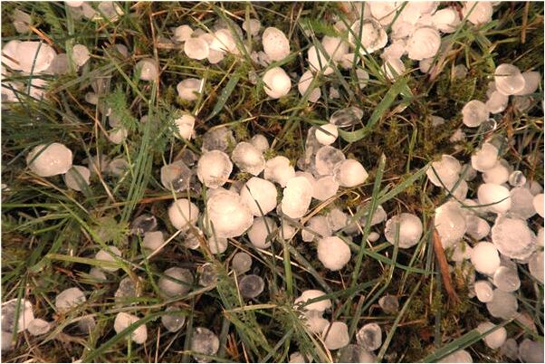 夢見下水撈魚見水裡有死豬是什麼預兆_周公解夢官網