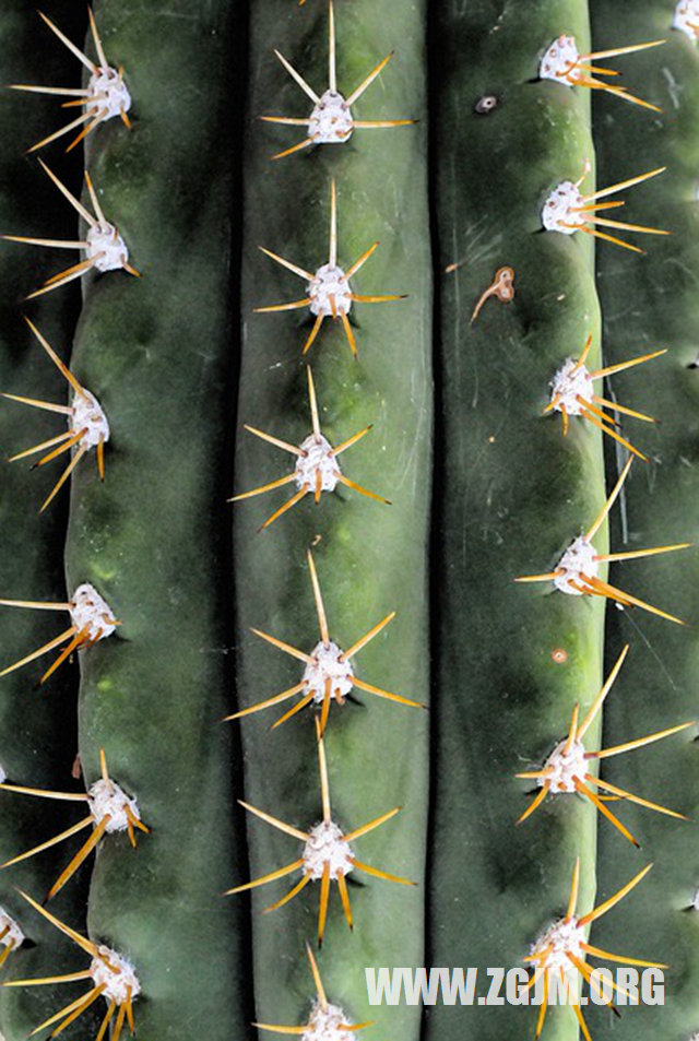 夢見家人死亡_周公解夢夢到家人死亡是什麼意思_做夢夢見家人死亡好不好_周公解夢官網