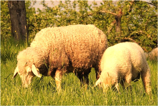 夢見自己的孩子沒了會是什麼預兆_周公解夢官網