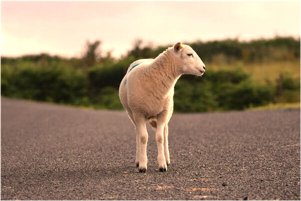 夢見男生撫摸我的脊背預示了什麼_周公解夢官網