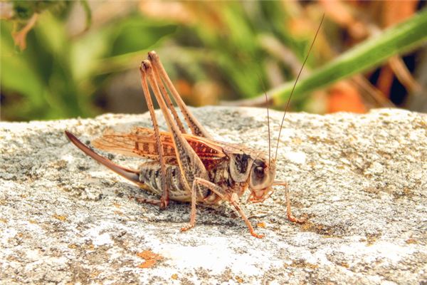 夢見蟈蟈_周公解夢