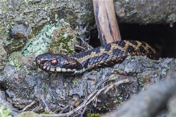 得意失意的什麼生肖_十二生肖