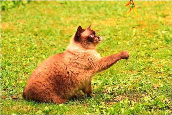 夢到同伴在水中不知吉凶是咋回事_周公解夢官網