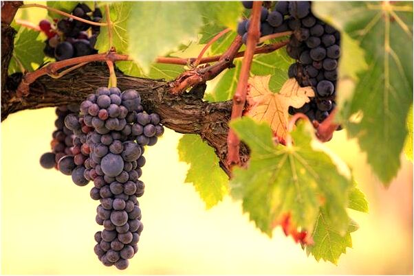 夢到英文寫不出是好的徵兆嗎_周公解夢官網