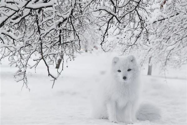 夢到白色狐狸_周公解夢