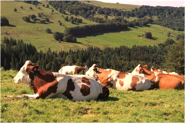 夢到朋友在做手術有什麼意思_周公解夢官網