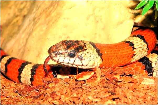 夢到了自己在流動河水中走意味什麼_周公解夢官網