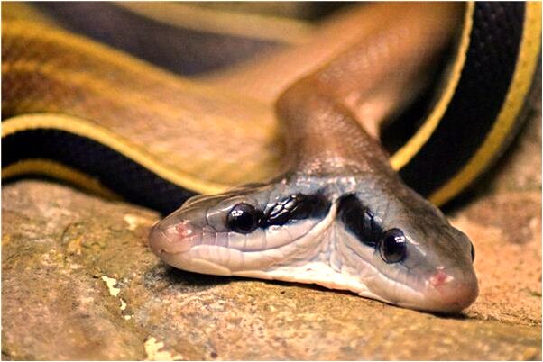 夢到了采了好多新鮮蔬菜有什麼說法_周公解夢官網