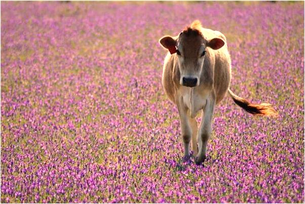 夢到了舌頭掉半個是吉兆嗎?_周公解夢官網