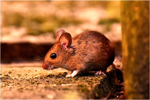 夢到殺人犯拿刀捅我是怎么回事_周公解夢官網