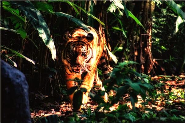 夢見請仙女請走蟲子變鳥有什麼預兆_周公解夢官網