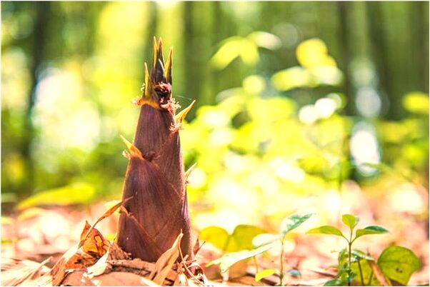 夢到了已去世親人沒鞋子穿是什麼預兆_周公解夢官網